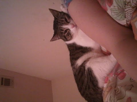 ASMR relaxing kitty massage+purring~  =^.^=