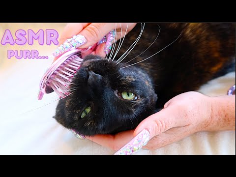 ASMR | Pampering My Cat like a Princess