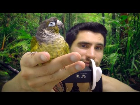 ASMR Chewing Gum and Reading About Conures