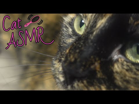 ASMR Cat Purring, Petting, Eating Sounds, and Brushing - Loggerhead ASMR