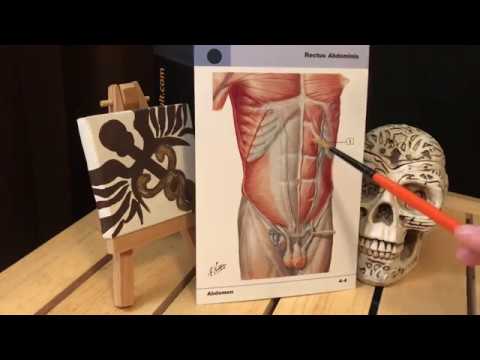 ASMR Español: Minimicrofonito: Aprendiendo Anatomía - Pared Adominal Anterior [Paintbrush Tracing]