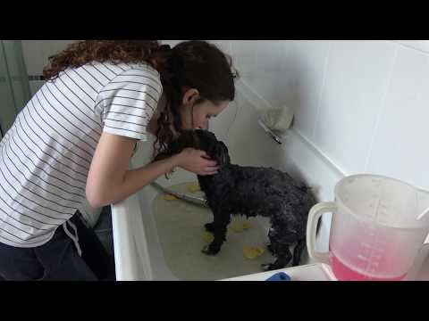 Giving my dog a bath...