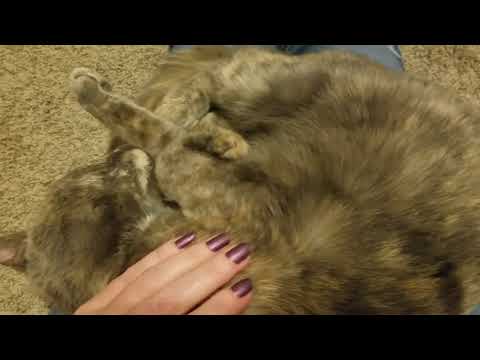 SouthernASMR Sounds Vlog 🐈 Purring Cat in My Lap
