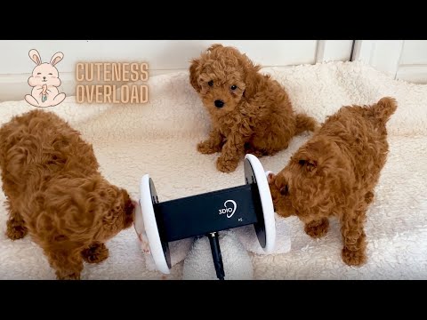 ASMR | Puppies nibbles on your ears for sweet and tingly relaxation🐶 cuteness overload🥰