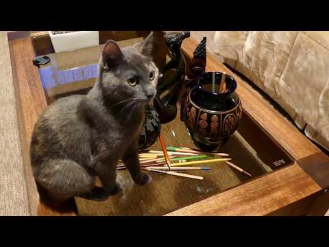 ASMR: cat playing with pencils