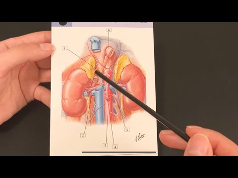 [ Trigger Visual - Pointing, Tracing ] ASMR Médico: Tarjetas de Anatomía