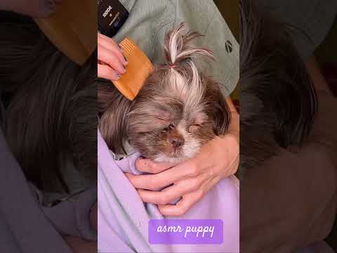 #asmr #asmrvideos #relax #relaxing #tingles #satisfying #dog #dogs #doglover #puppy #satisfying