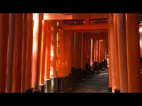 ASMR JAPAN VLOG ⛩️ DAY SEVEN | fushimi inari shrine, tō-ji temple, nijō castle, hōkan-ji temple