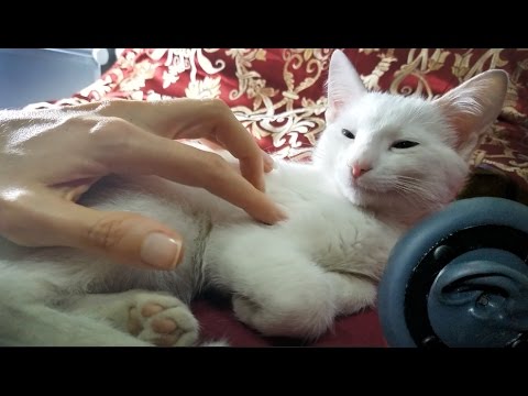 ASMR Ear to Ear WHISPERING & CAT PURRING Loudly by This Baby KITTEN