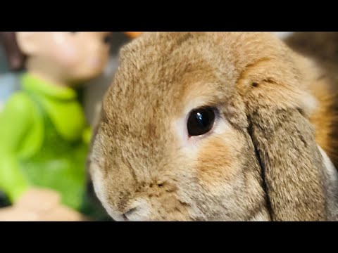 Bunny Binkies + Zoomies • Giving Hedwig ASMR 🐰