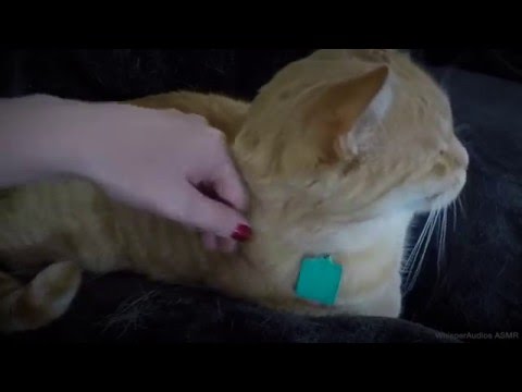 ASMR - Spontaneous Cat Pamper!