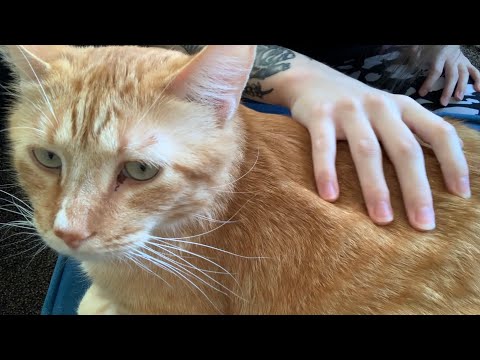 Cat Petting and Purring ASMR 🐈