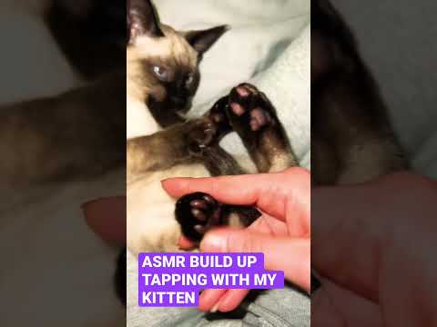 ASMR BUILD UP TAPPING WITH MY KITTEN