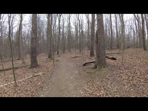 ASMR Hiking Binaural Quiet Crunchy Path with Endless Trees (Full Video)