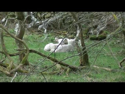 A Walk in the British Countryside