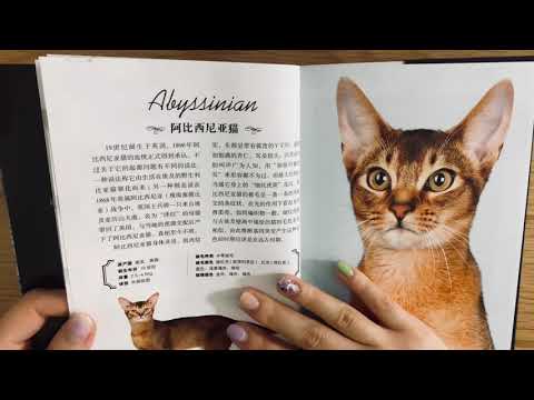 ASMR📚Whisper in Chinese｜The Cat Book