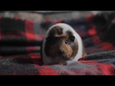 ASMR | Oopiedoopie the Guinea Pig makes ASMR (Crunching on carrots) 🐹🥕🥕🥕🥕🥕🥕
