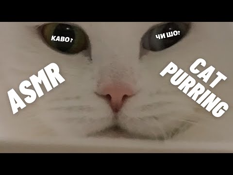 🐱АСМР МУРЧАНИЕ КОШКИ | ASMR CAT PURRING🐱