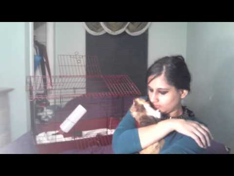 guinea pig kisses