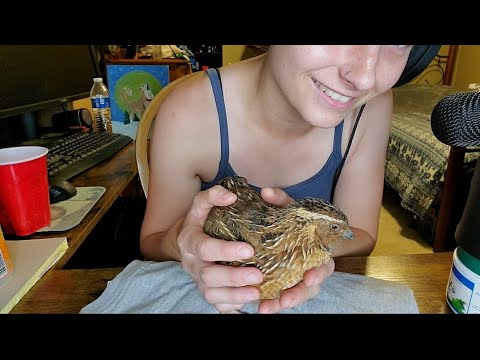 Why my channel is called Quail Whisperer ASMR 🐣
