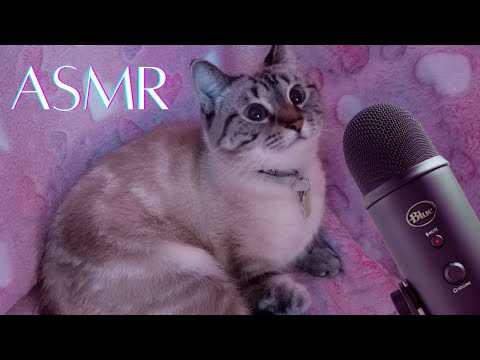 ASMR Cat Purring, Meowing, Trills...