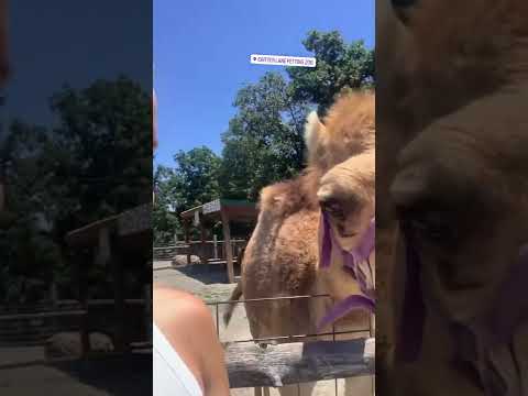 Super friendly camel 🐪
