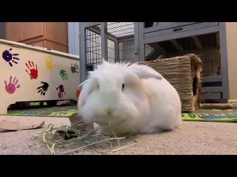 ASMR Relaxing Rabbit Sounds (lofi) 🐰💤