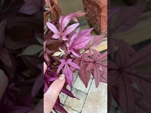 Sweet Potato Vine Plant