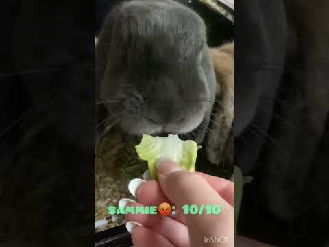 BUNNY MUKBANG ASMR ウサギ モッパン /Eating Sounds 咀嚼音