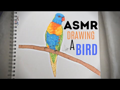 ASMR || drawing a bird for the first time