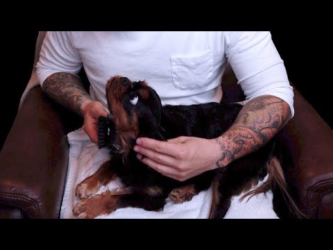 ASMR | Sleepy Puppy Massage | Lofi Gentle Brushing | Soft Spoken Male Voice