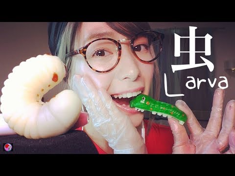[ASMR]それ食べちゃうの？咀嚼音/Japanese larva gummy eating sounds