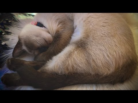 ASMR | Fall Asleep to my Snoring Cat