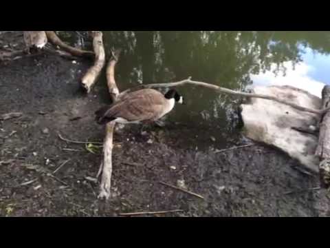 wild animals video: Beautiful Canadian Geese (Stress and mental health wellness)