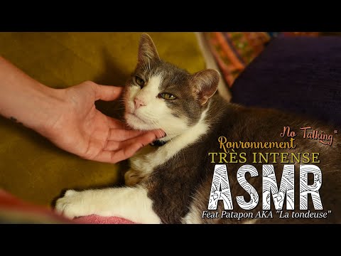 BONUS ASMR  ~ 12 mn de Ronronnement TRÈS INTENSE ! (Feat Patapon aka "La tondeuse") - Cat purring