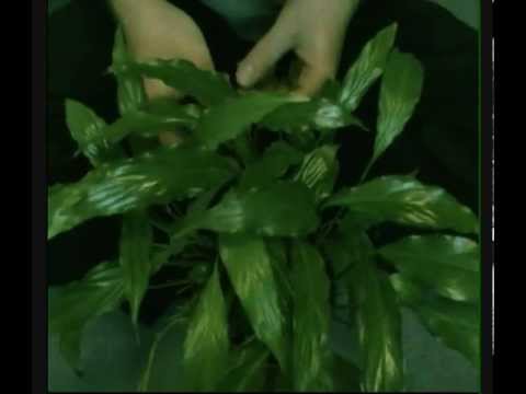 ASMR ~ Peace Lily Cleaning ~ Mr Head Tingles