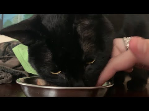 1 minute ASMR cat eating sounds