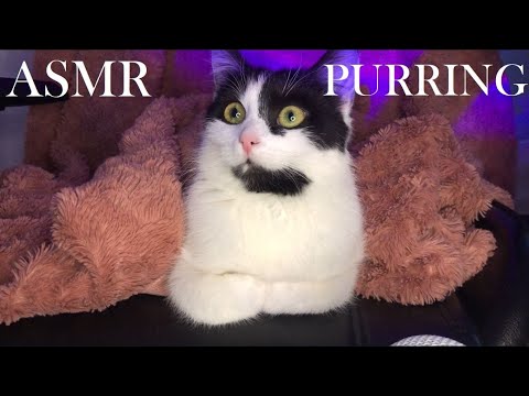 ASMR | Kitty purring ♥