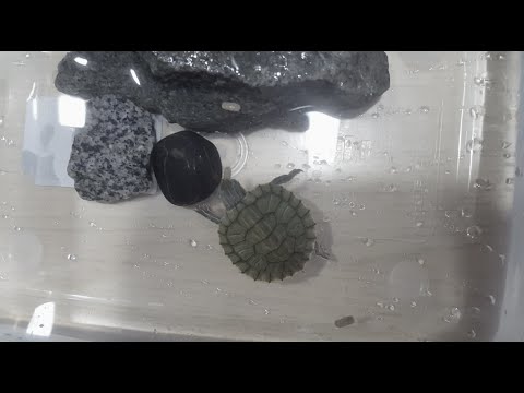 [ASMR] Terrapin Feeding Time (ft Multiple Water Sounds)