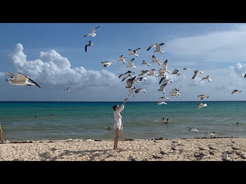 Feeding the seagulls in Riu Tequila