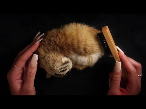 ASMR brushing a sleeping kitten w/brushing, stroking, soft whispers triggers For sleep and relax