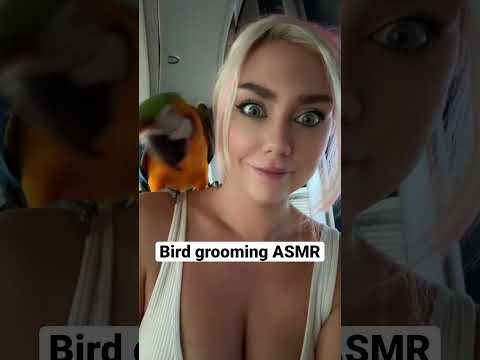 Parrot grooming #asmr #macaw #grooming