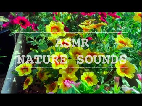 Visual ASMR Relaxing Nature Sounds and Plants
