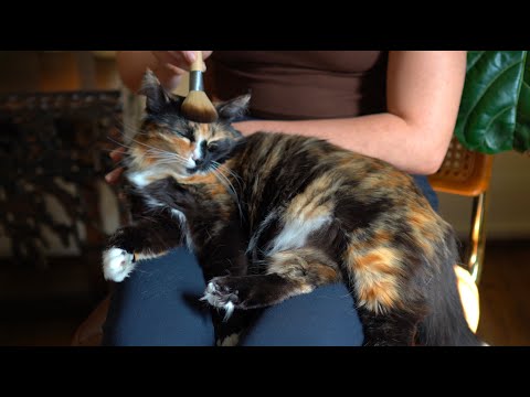 ASMR Cat Massage and Scratches w/ Sweet Purring (Whisper)