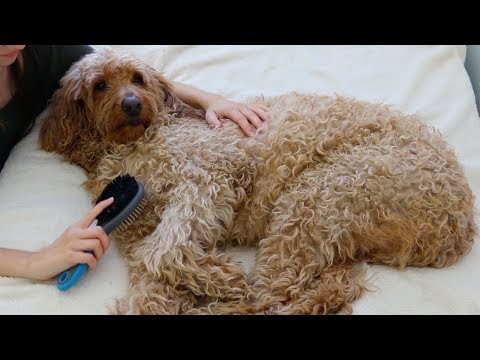 ASMR - Brushing and Petting My Dog ♡ 🐶