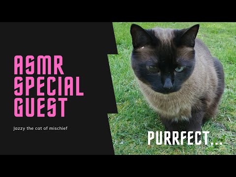 ASMR - ASMR On My Other Cat - 7 Mins of Purrfect Tingles