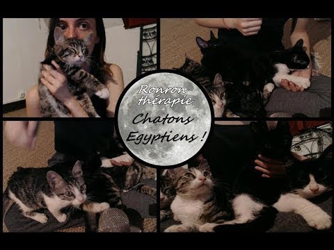 Ronron thérapie : 4 chatons égyptiens ! ASMR Français