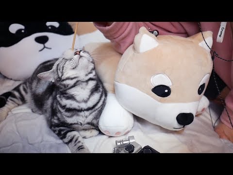 [ASMR] 귀청소 해라 시바 | 시바와 고양이 귀청소 해주기 | 소이X시로앤마로