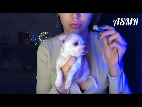 ASMR PUPPY STROKING | mouth sounds asmr no talking | CHIHUAHUA PUPPY