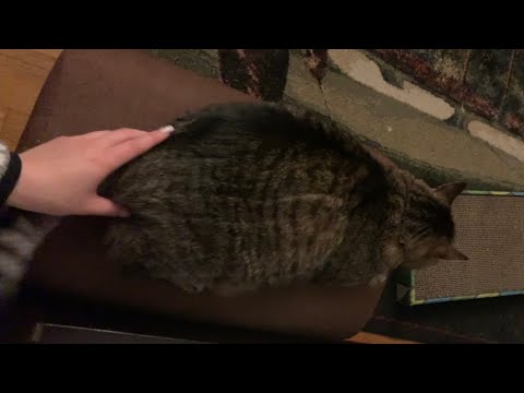 ASMR *sister's* cat (tapping, scratching, visual triggers)